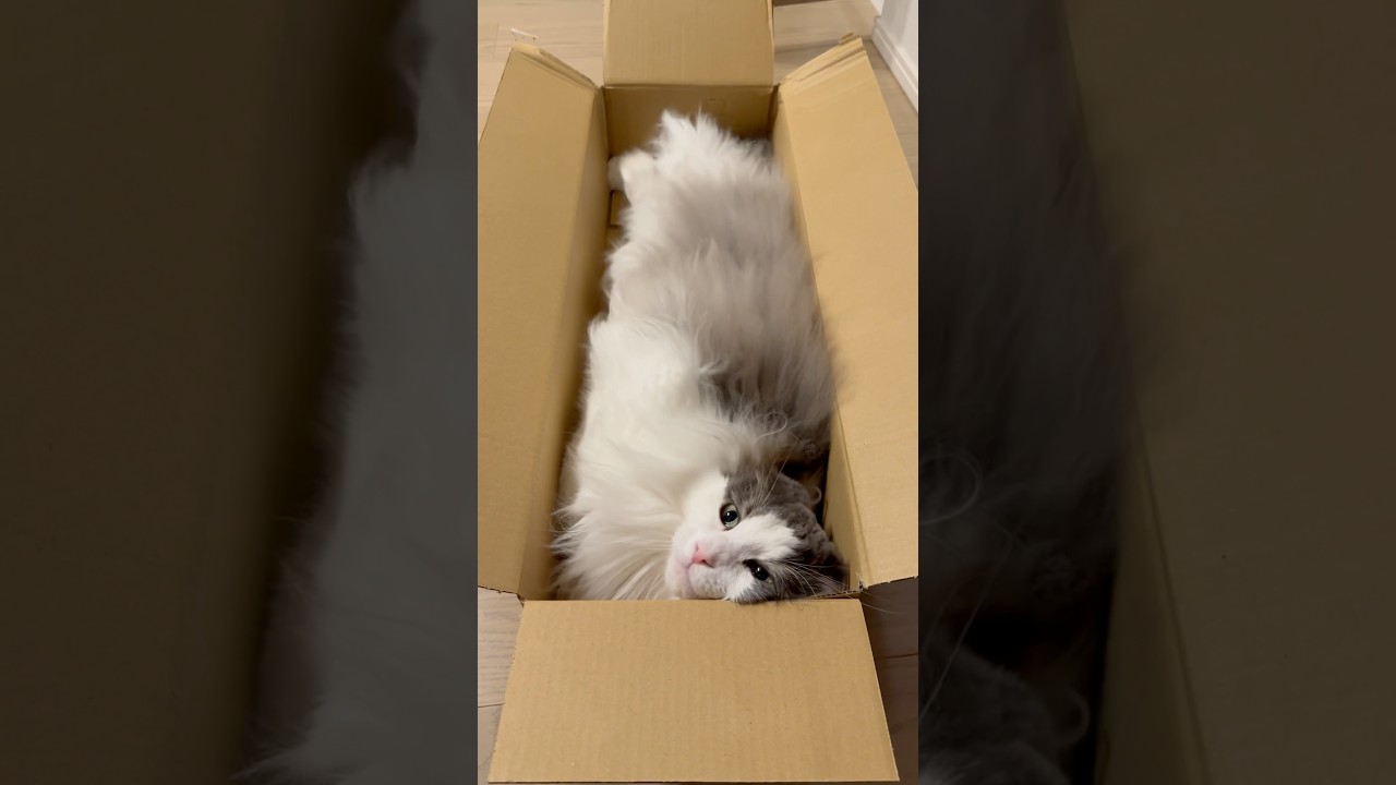 ジャストサイズのダンボールにフィットする猫【メインクーン】#shorts #猫 #cat