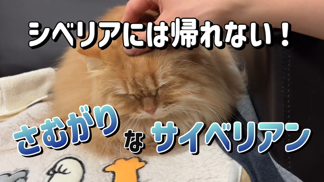 シベリアには帰れない寒がりサイベリアン猫
