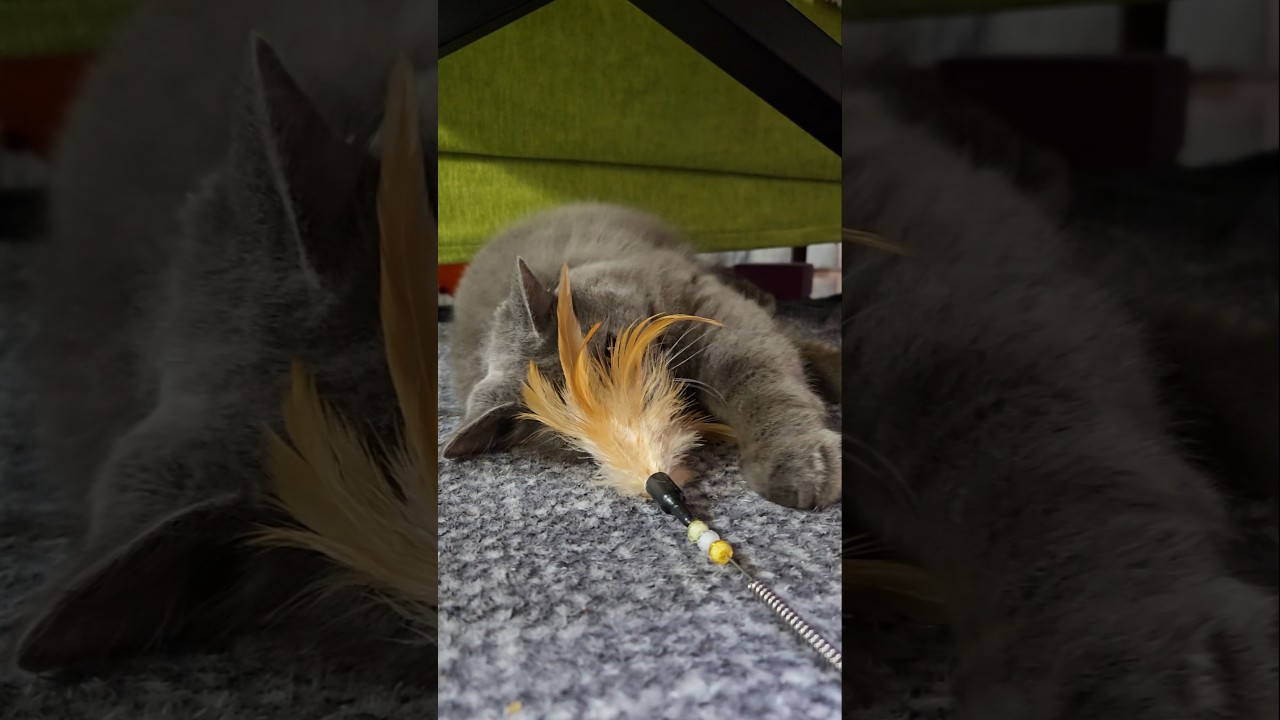今じゃないの‪💢‪💢‪💢【サイベリアン・キキのKIKICHANNEL】#サイベリアン #猫 #Siberian #cat #shorts