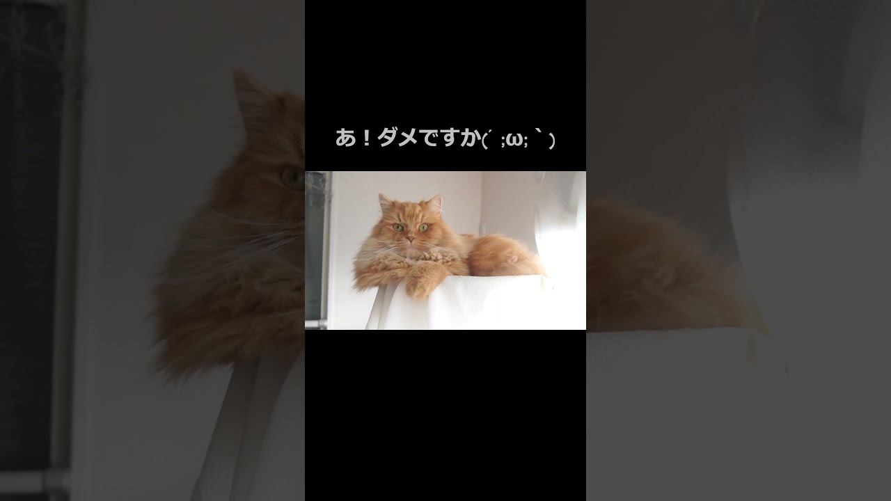 【猫】毎日がもふもふの誘惑！#猫 #cat #ラガマフィン #可愛い #癒し #もふもふ #モフモフ