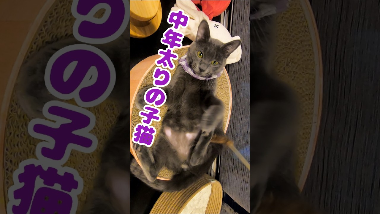ロシアンブルーに似た子猫は中年太りでもヤンチャに遊ぶ（保護猫カフェ森のねこ舎）淡路