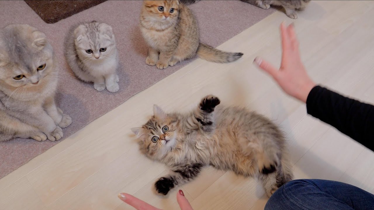The kitten trying hard to imitate its owner was so cute!