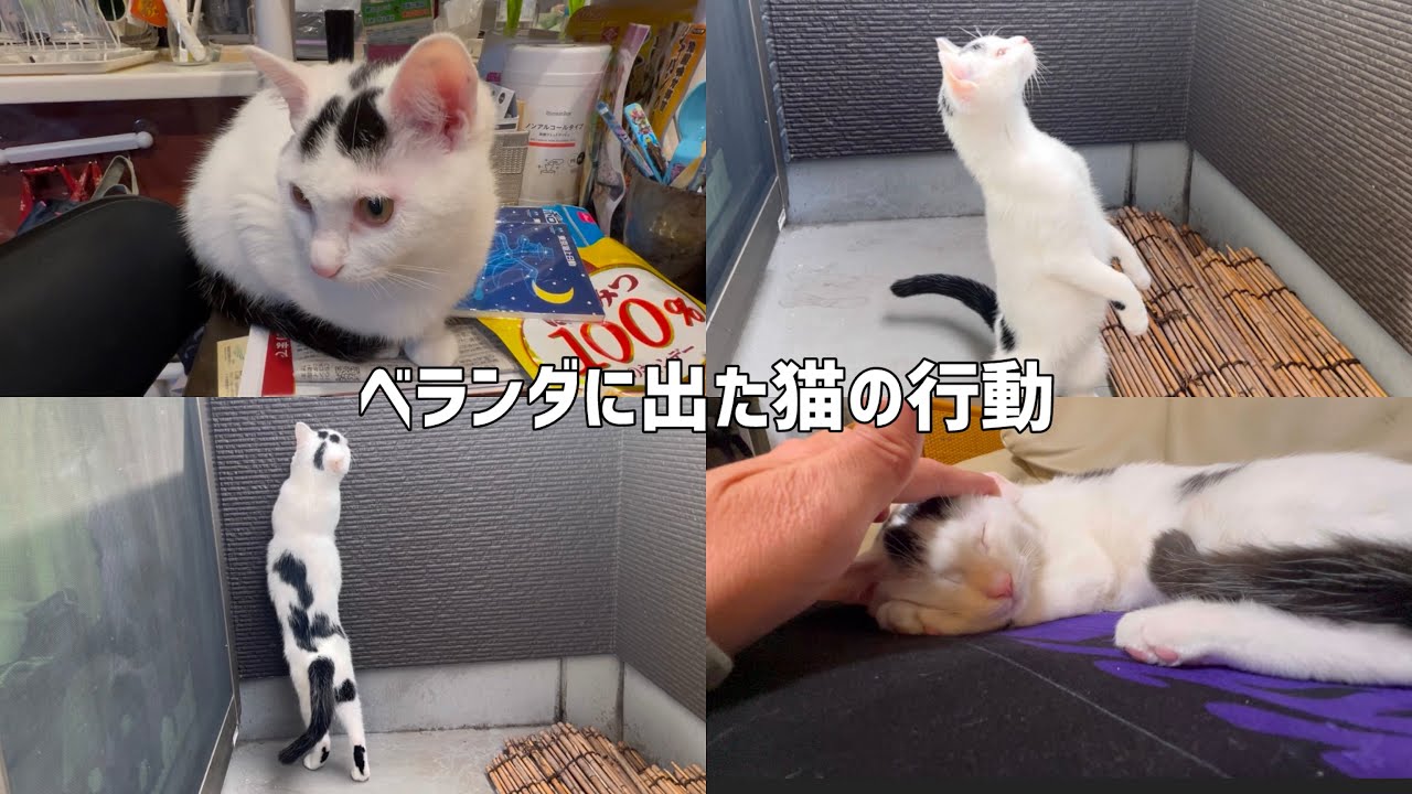 ベランダにに出た猫ミルクの動きにヒヤヒヤ！＃ねこ＃cat＃保護猫