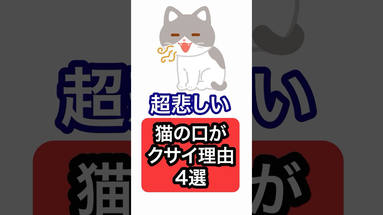 【超悲しい】猫の口がクサイ理由4選を獣医師が解説 #保護猫 #獣医師 #cat #猫 #ネコ #ねこ #ねこのいる生活 #猫のいる暮らし #猫動画 #愛猫 #猫好きさんと繋がりたい