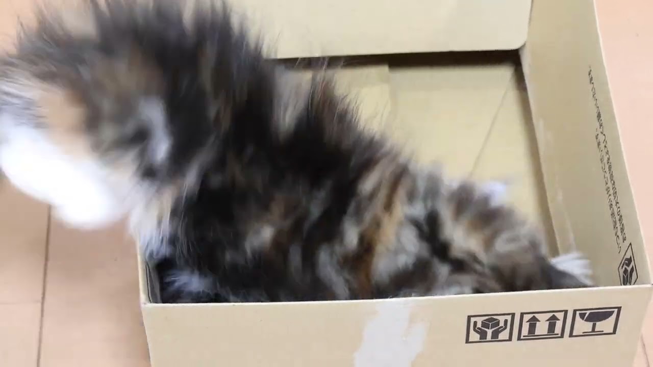 メインクーン子猫キアラちゃんの目覚め