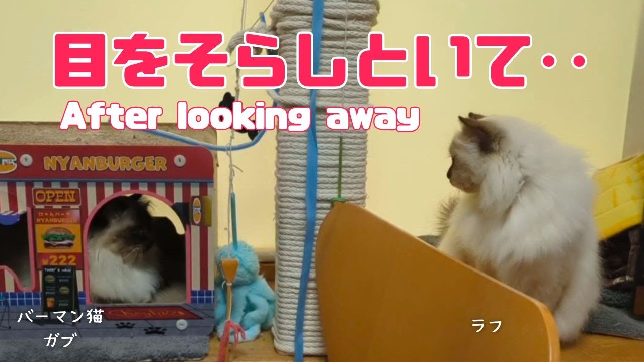 バーマン猫ガブとラフ【目をそらしといて‥】After looking away（バーマン猫）Birman/Cat