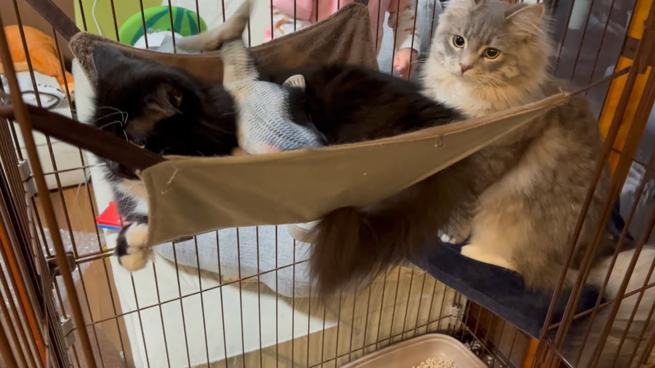 お気に入りのおもちゃを取り返しにくる猫　サイベリアン