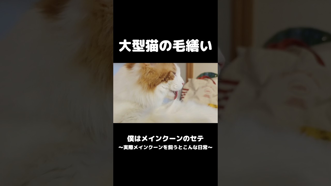 アイスクリーム食べてるみたい #メインクーン #猫のいる暮らし #mainecoon #cat