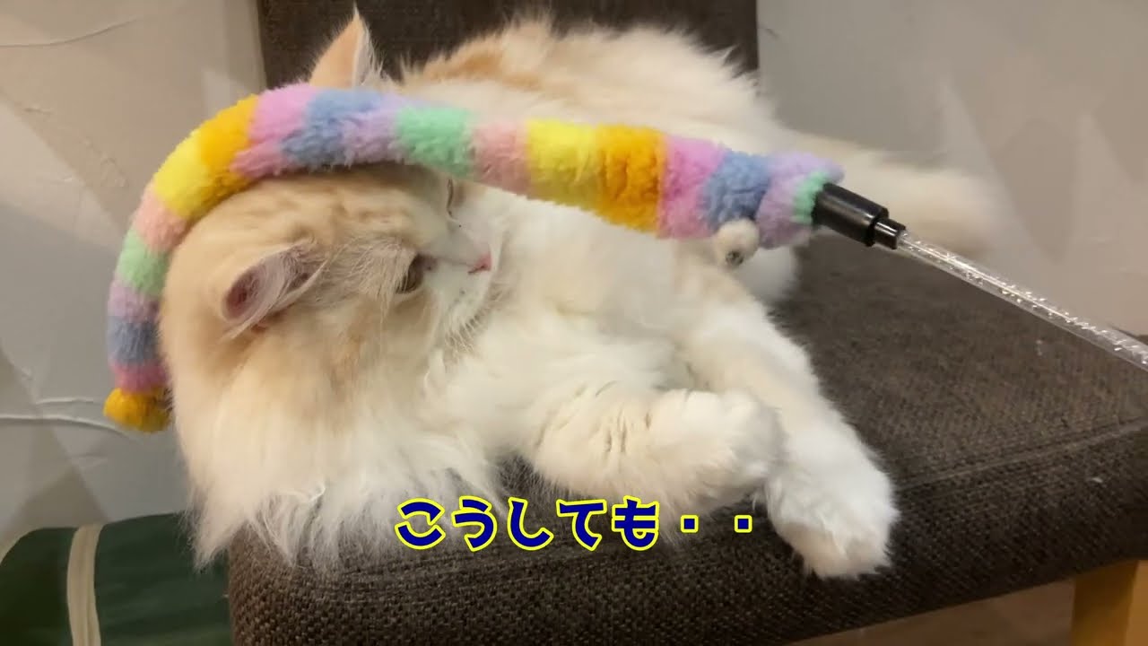 【猫はじゃらしが好きじゃ無い？】（181）#セルカークレックス#長毛猫#モフモフ#猫#ねこ