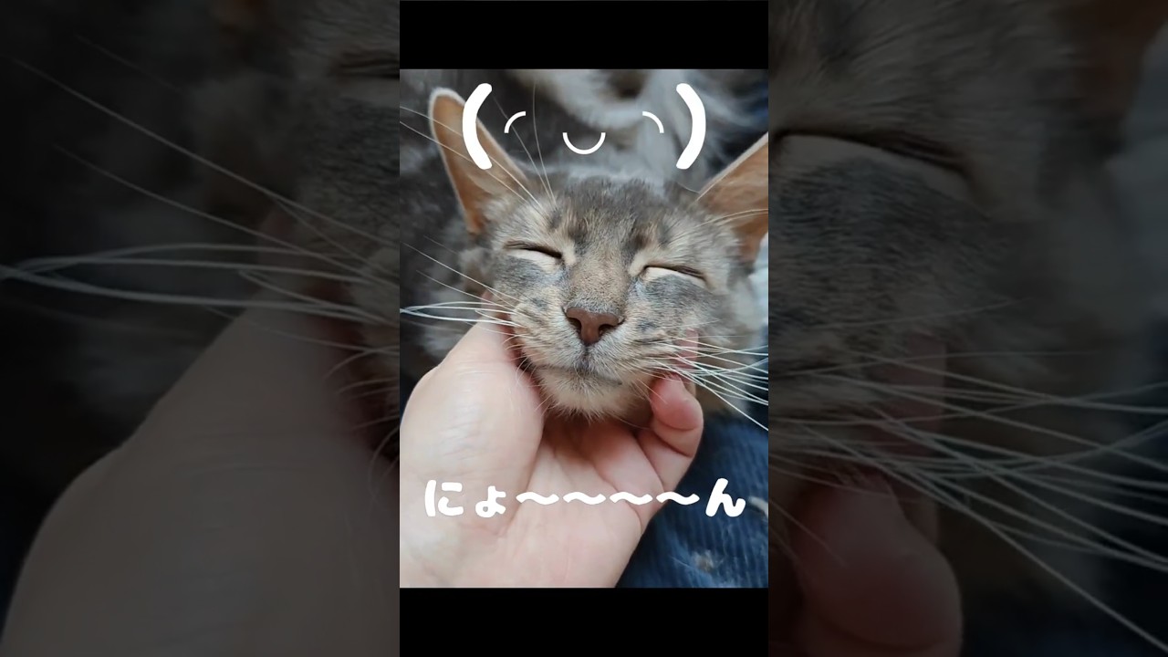 【猫動画】(◜◡◝)とろけソマリ(◜◡◝)　#cat  #cats #shorts #猫 #ねこ