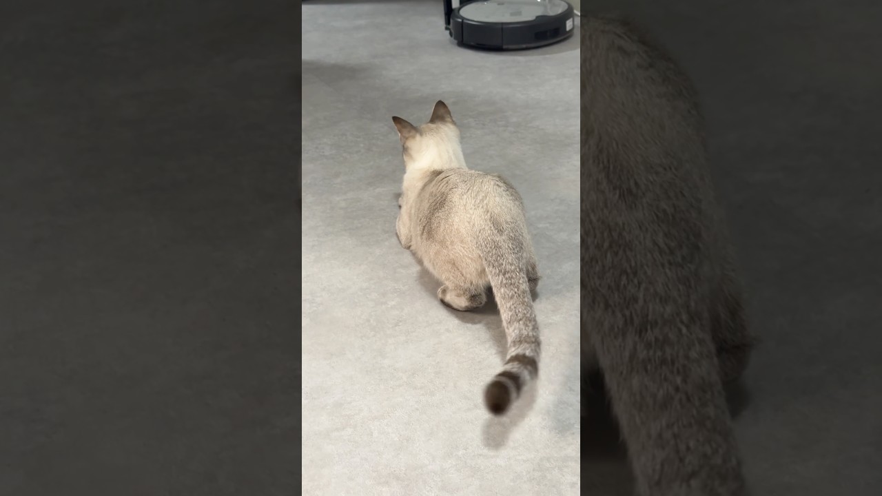 発射5秒前！！　#シャムトラ  #元保護猫 #シャムミックス  #cat #猫耳 #kitten  #猫耳 #siamesemix