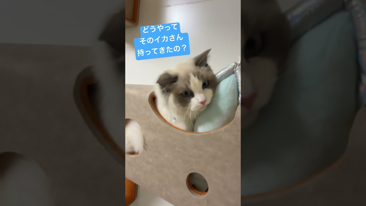 好きなおもちゃは離さないニャ🐈#cat #ラグドール #猫動画