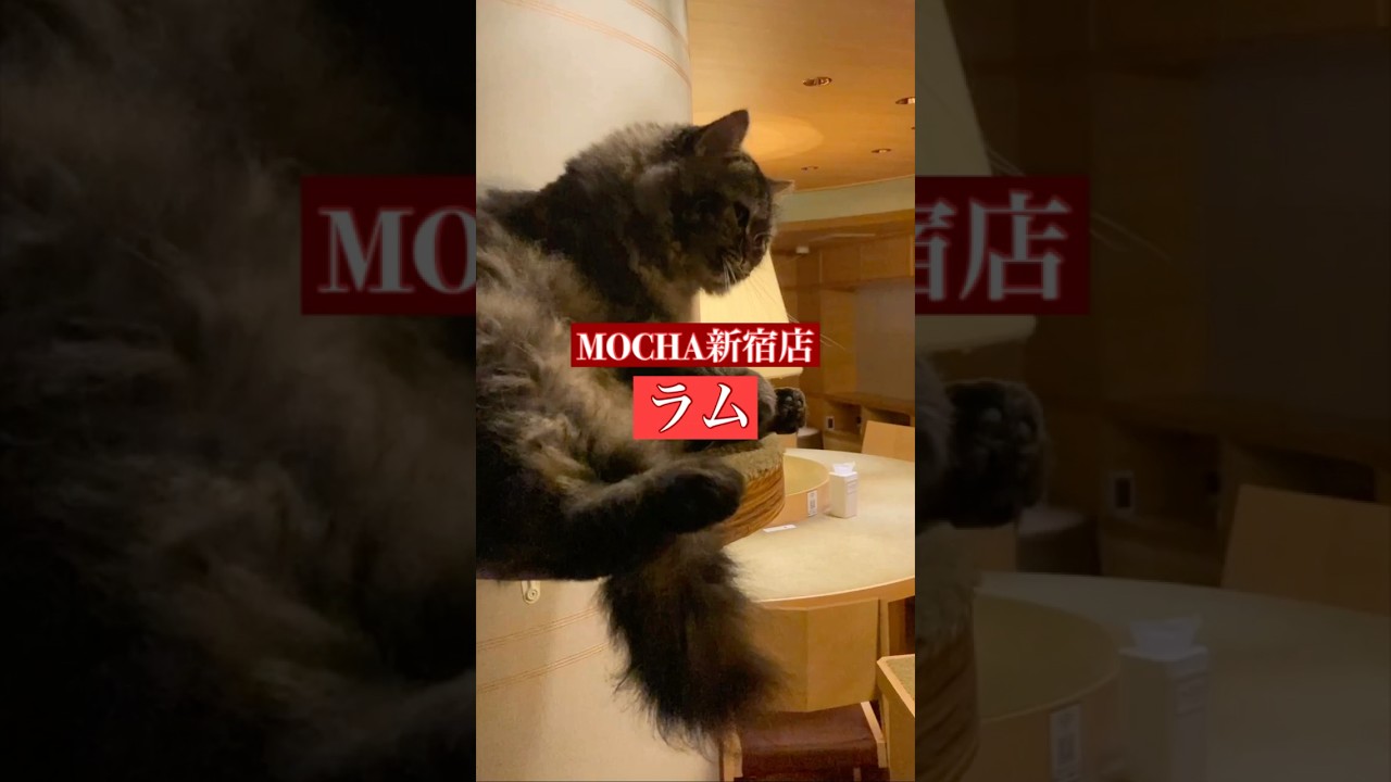 🐱ラム🐱　(スクーカム♀)　猫カフェMOCHA新宿店　2024/12/4 撮影分　　#日替わり猫カフェにゃんこ　#cat #catcafe