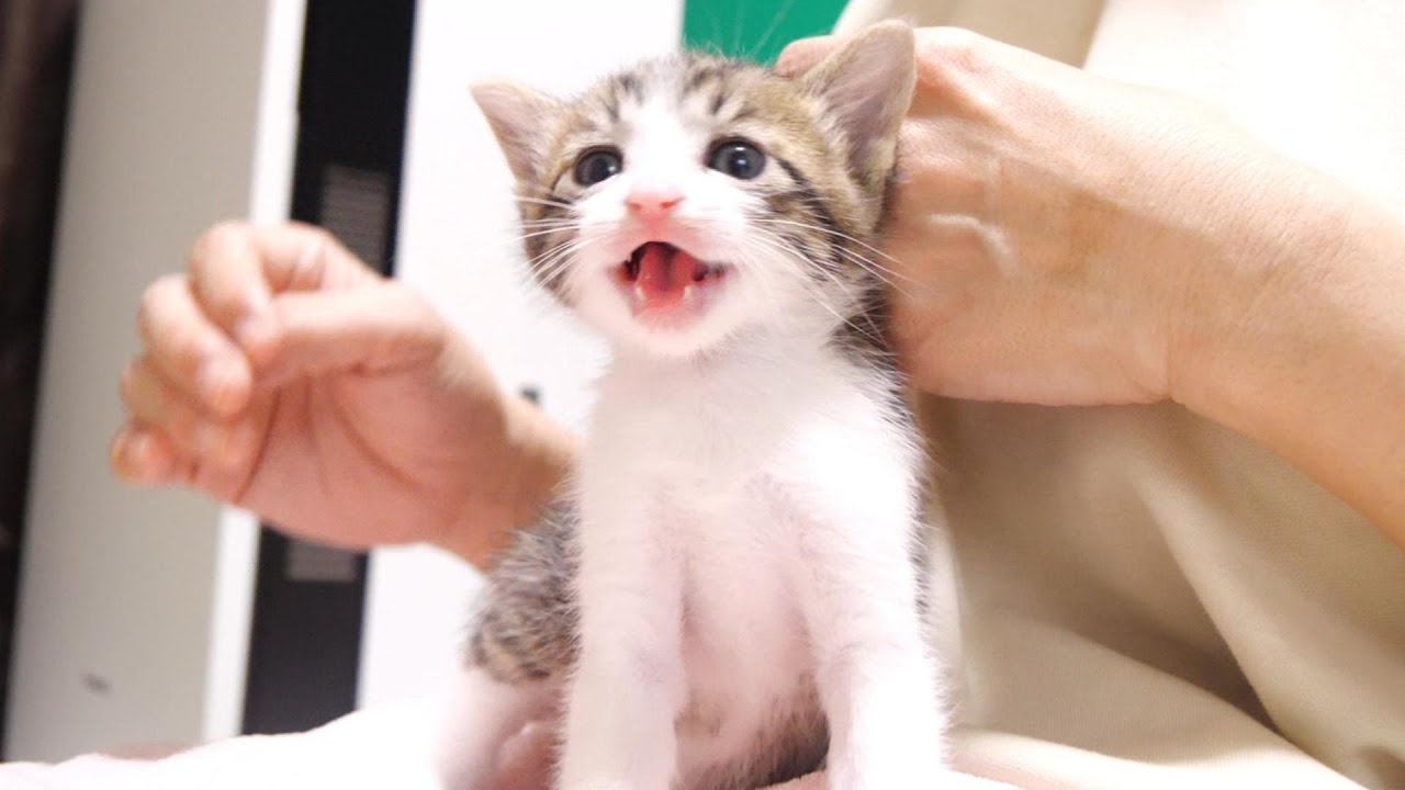 子猫のニャーニャー隊はご飯の後にもやって来る【赤ちゃん猫　保護猫】