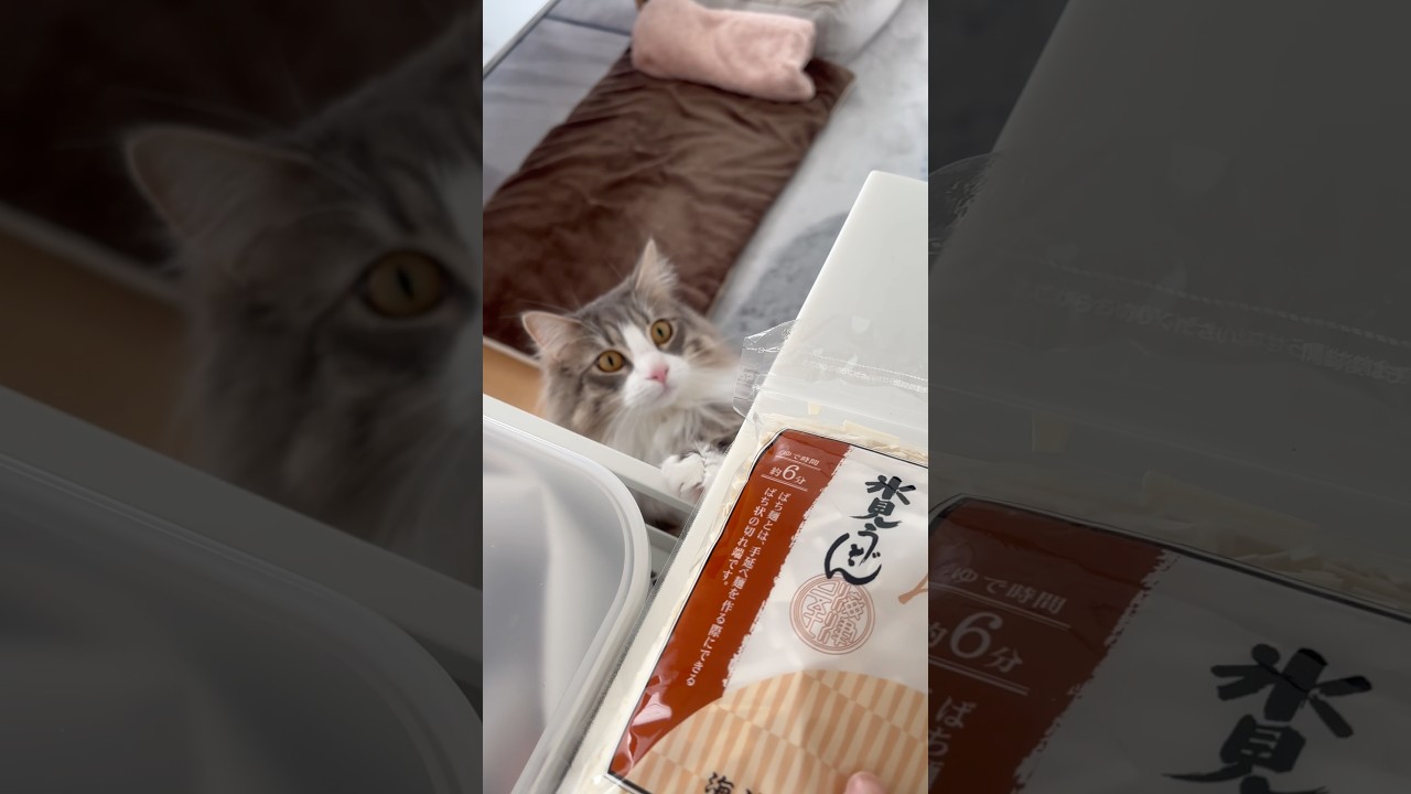 氷見のお土産 #サイベリアン #siberian #1歳9ヶ月 #cat #猫 #shorts