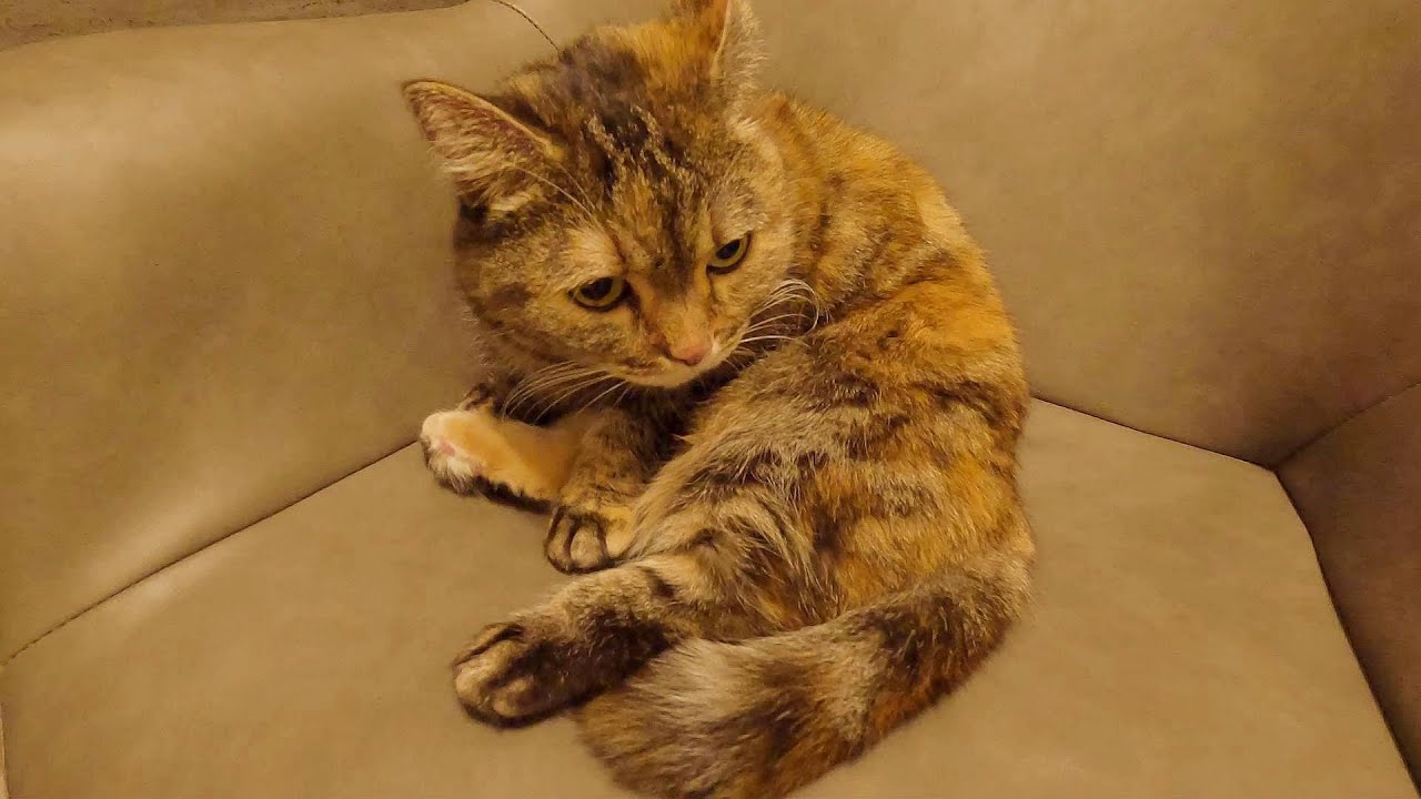 寂しがり過ぎて一日中ついてくる猫ちゃんがこちら