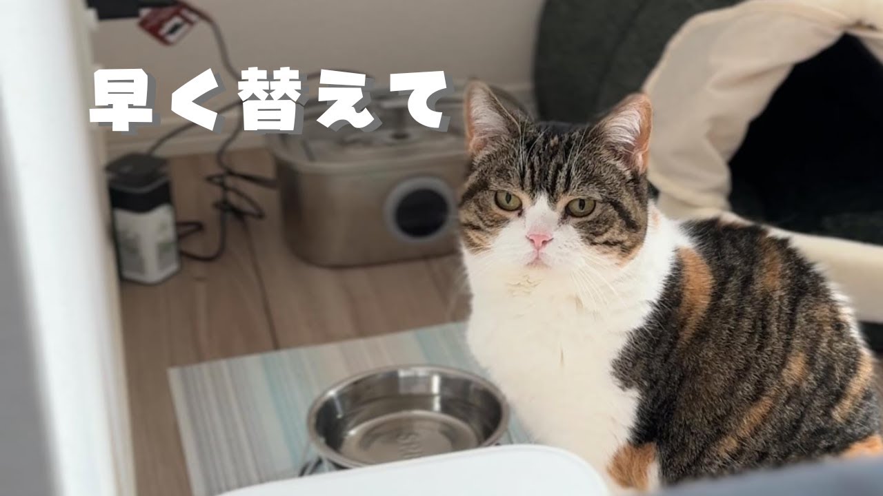 お湯を飲みたいねこが早くお湯にしろと目で訴えてきている様子がこちらです