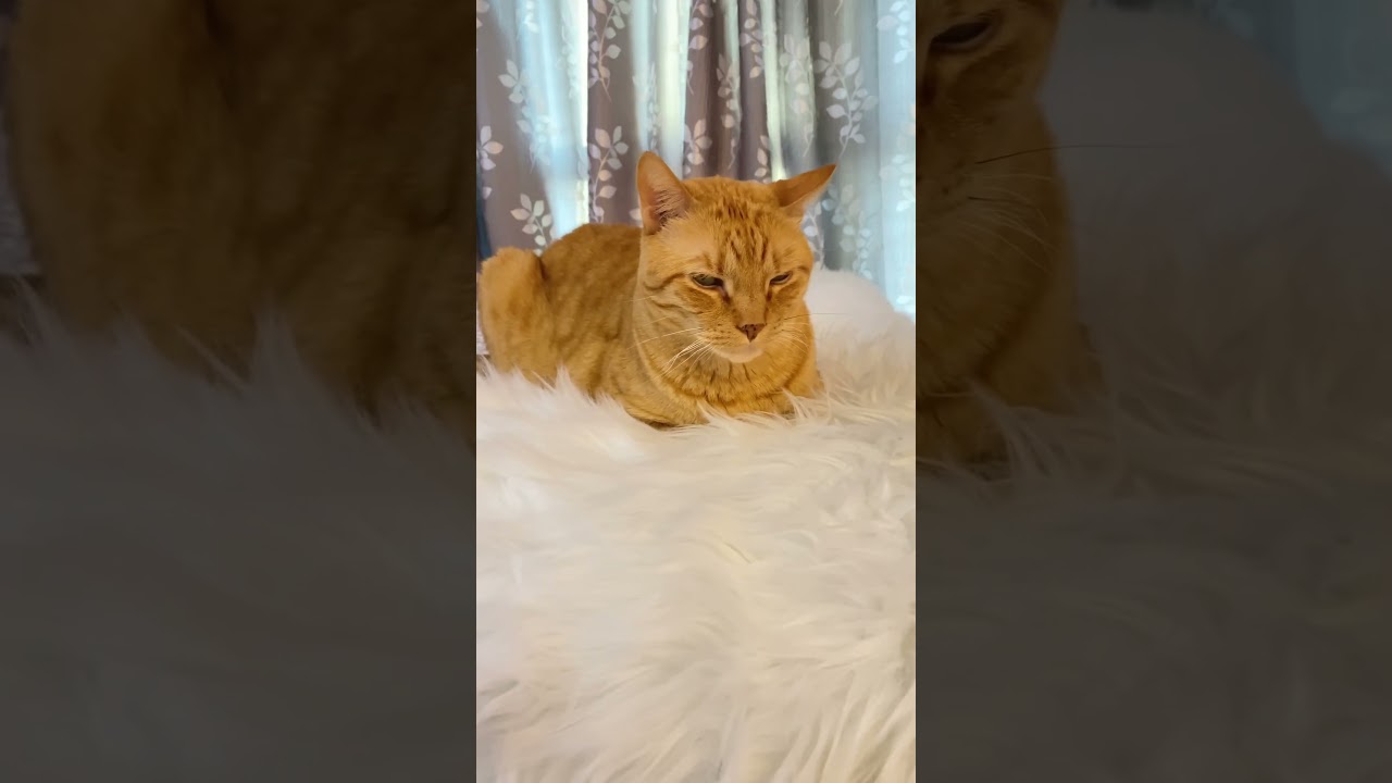 practising Italian with my kitty Dexter, cute cats🐈🇮🇹😽🐾🐈‍⬛