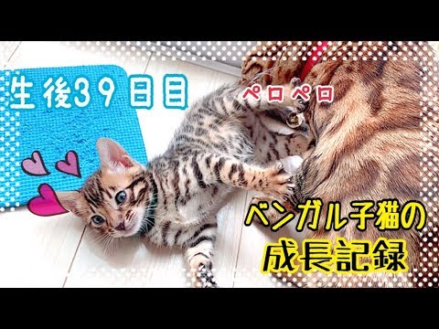 【生後39日目】ベンガル猫ベルの子猫の成長記録