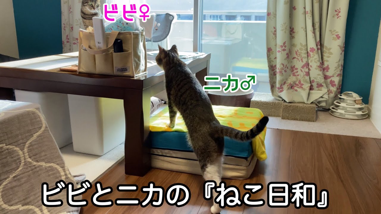 【ねこ日和】日向ぼっこをする猫ちゃんが可愛いすぎました（後半にちょっとしたお知らせがあります）