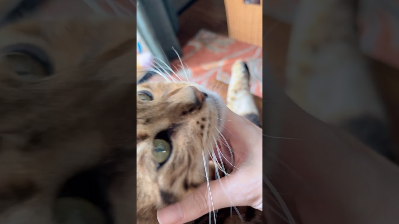 大人しいけどベンガル猫シンタロー🐈でも予防接種は怖いから暴れる🤭 #cat #ベンガル #ニャン #オシキャット #癒し動画