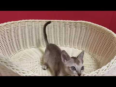 シンガプーラの女の子☆＜2020/8/4産まれB♀＞