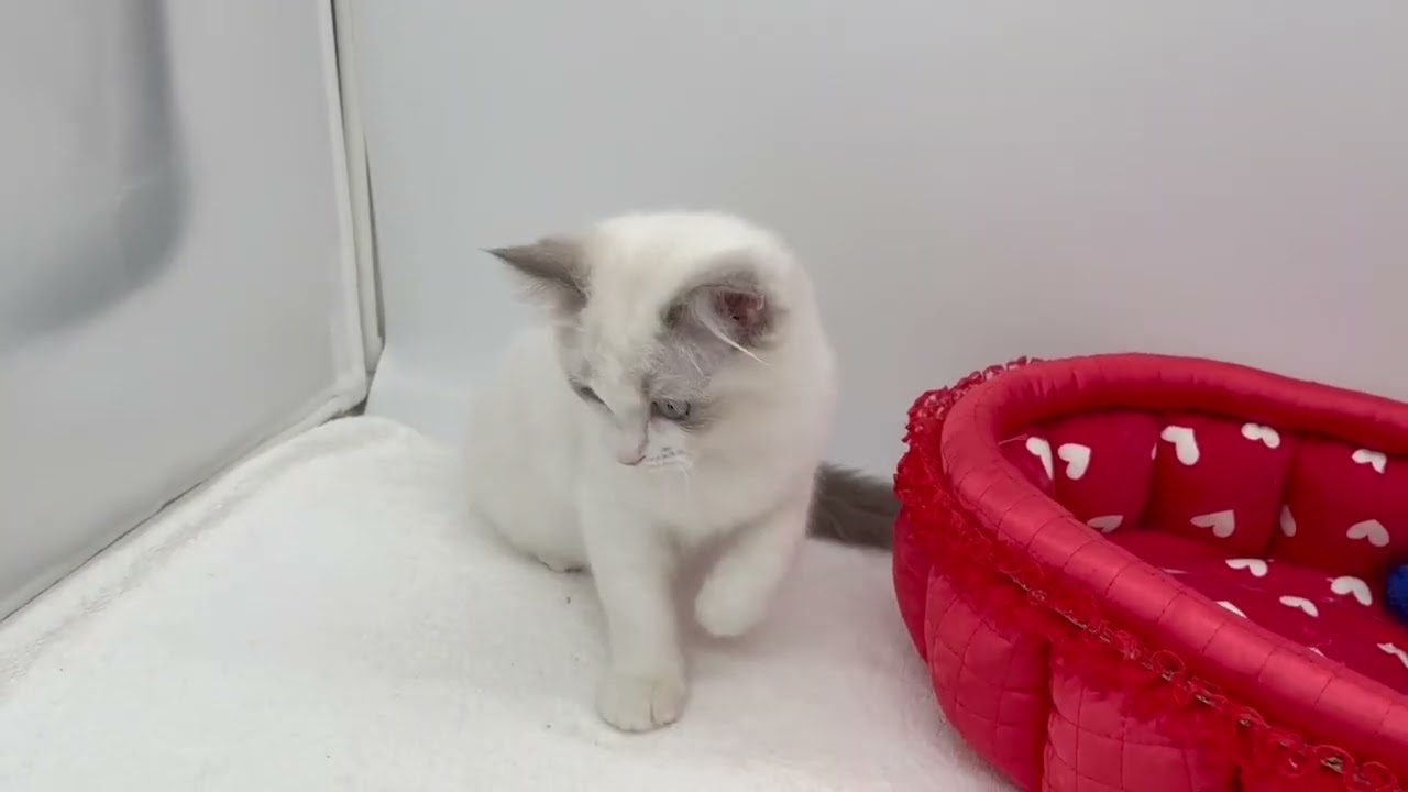 ラグドール ブルーポイントバイカラーの美猫ちゃん💙