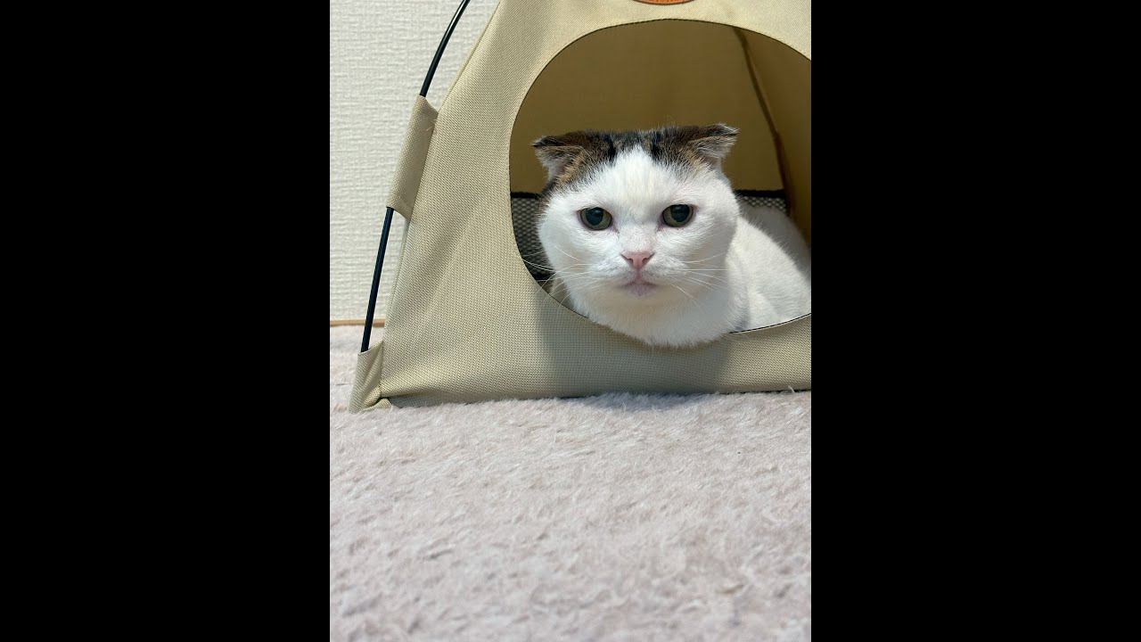 かいちゃんの猫ライブ配信 #マンチカン #かいちゃん  #猫ライブ