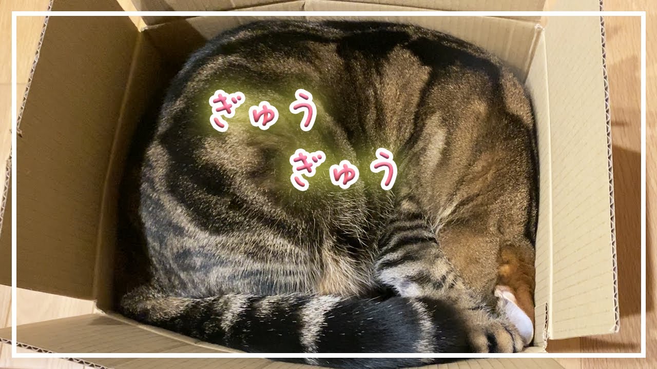 【ほっけ】無理矢理でも段ボールで落ち着きたいネコ【アメショ】#猫