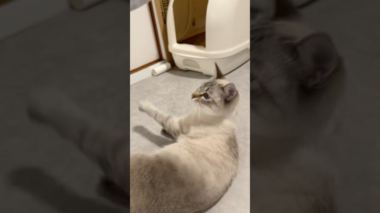 撫でてる時にイヤーなるやつ　#シャムトラ #元保護猫 #シャムミックス  #cat #猫耳 #kitten  #猫耳 #siamesemix