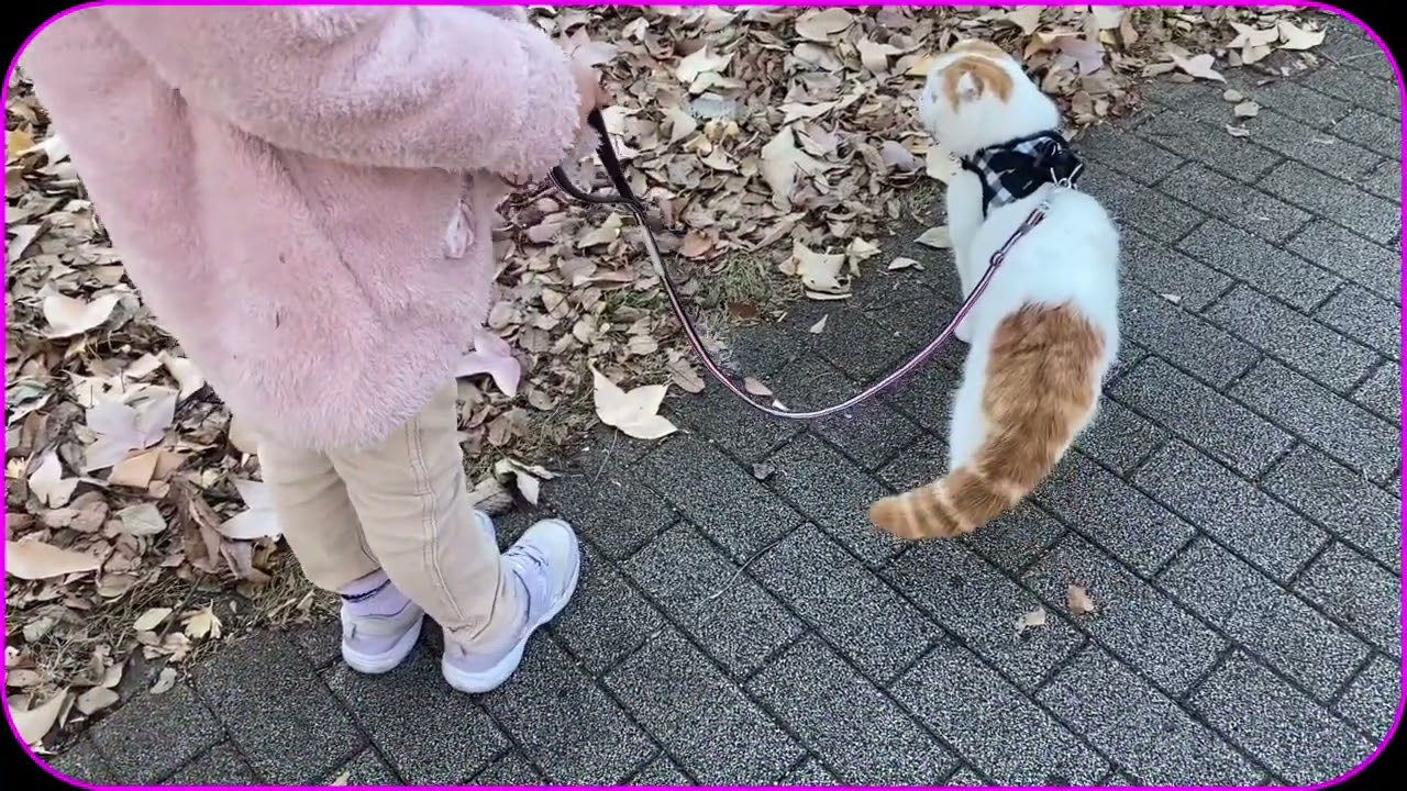 池に､散歩に行った､スコティッシュねこのマリオ君🐱