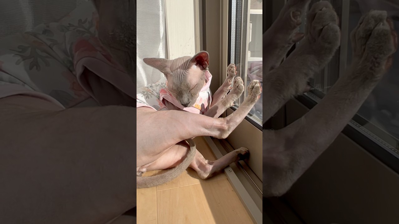 新居でも日向ぼっこが大好きな毛のない猫【スフィンクス】