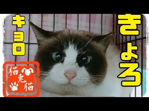 【TNR】今朝のシャムちゃん #保護活動 #骨盤骨折 #にゃんとにゃん