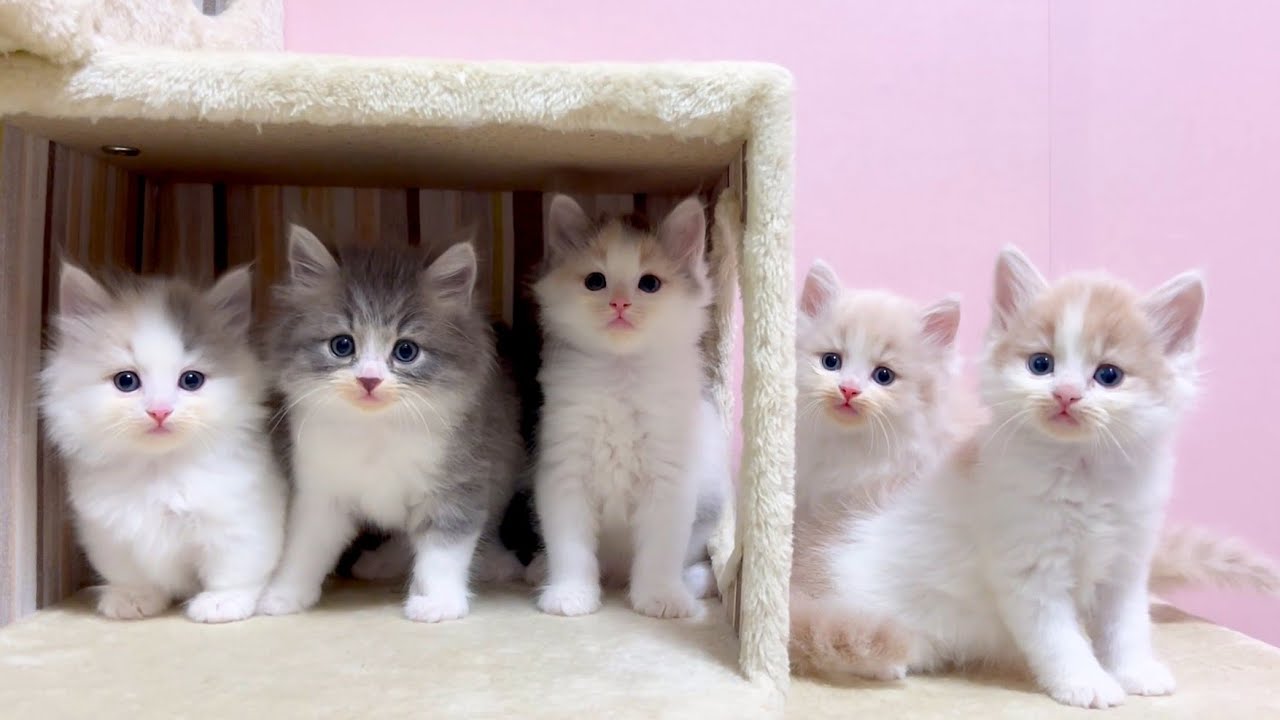 【マンチカンの子猫】子猫達を並べて性格の予想をしてみた件 ～猫のいる生活Vol.1075～出産動画 マンチカン短足・ミヌエット・ペルシャ猫専門ブリーダー『ペット蔵人』【子猫の成長記録】