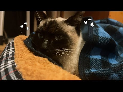 はじめまして, シャム猫ちゃん