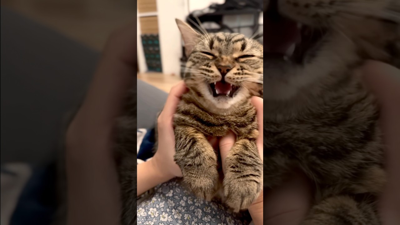 可愛すぎるスコティッシュ鳴き声集!! #shorts #猫 #cat