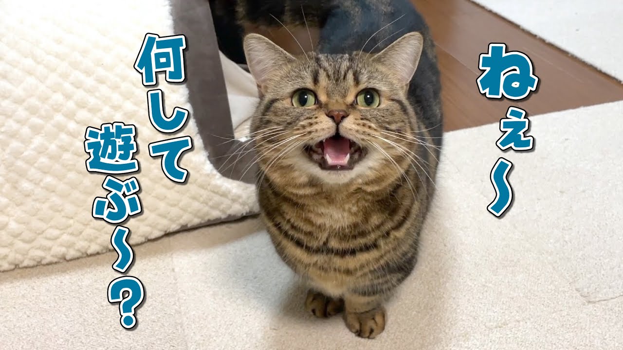 無視されるほど構ってほしくなる甘えん坊猫のアピールが可愛すぎる！