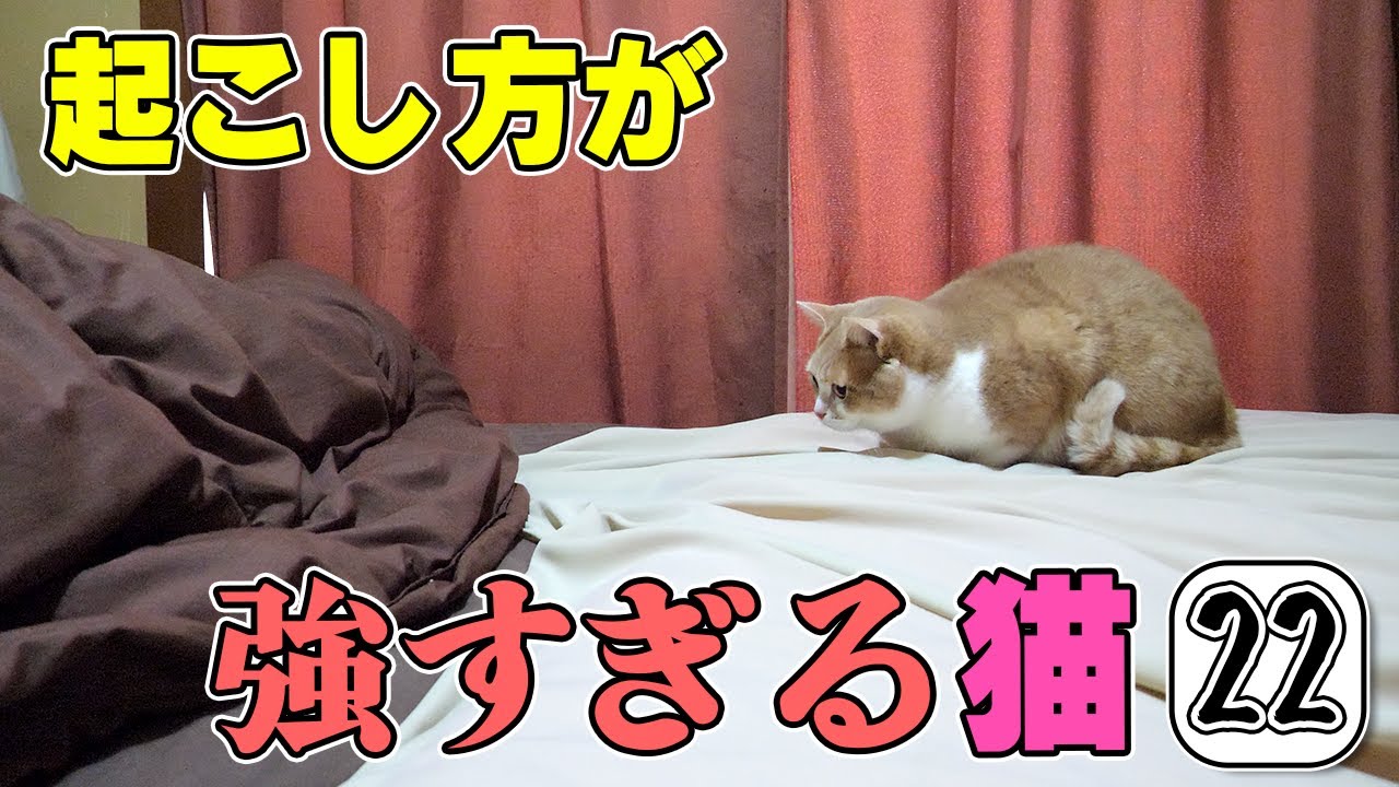 朝６時にたたき起こされた夫に捕まる猫ｗ🐱起こし方が強すぎる猫２２