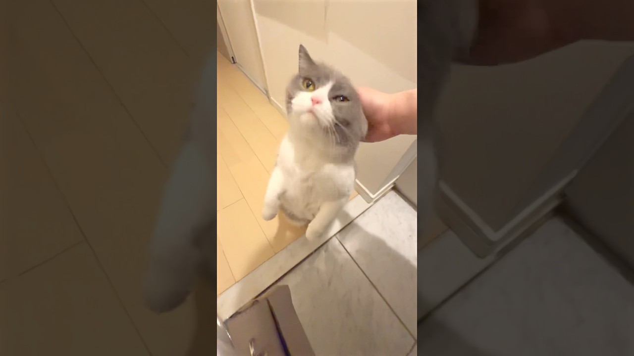 ベイビーちゃんのお見送り❤️ #猫 #cat #ブリテッシュショートヘアー #ねこ #猫のいる暮らし #cute #お見送り猫