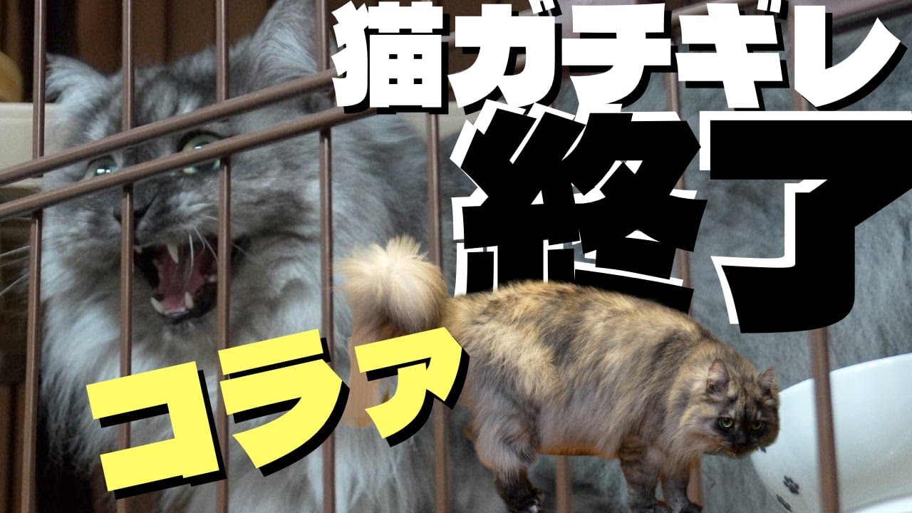 【猫ガチギレ終了】断熱と防犯のために窓を二重にしようとしたら打ち合わせ中に猫がガチギレしましたメイクミーハッピー。 #ねこ #siberian #猫のいる暮らし
