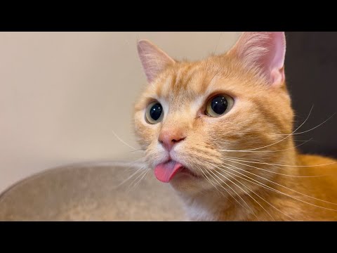 舌をしまい忘れる猫がかわいすぎたwww