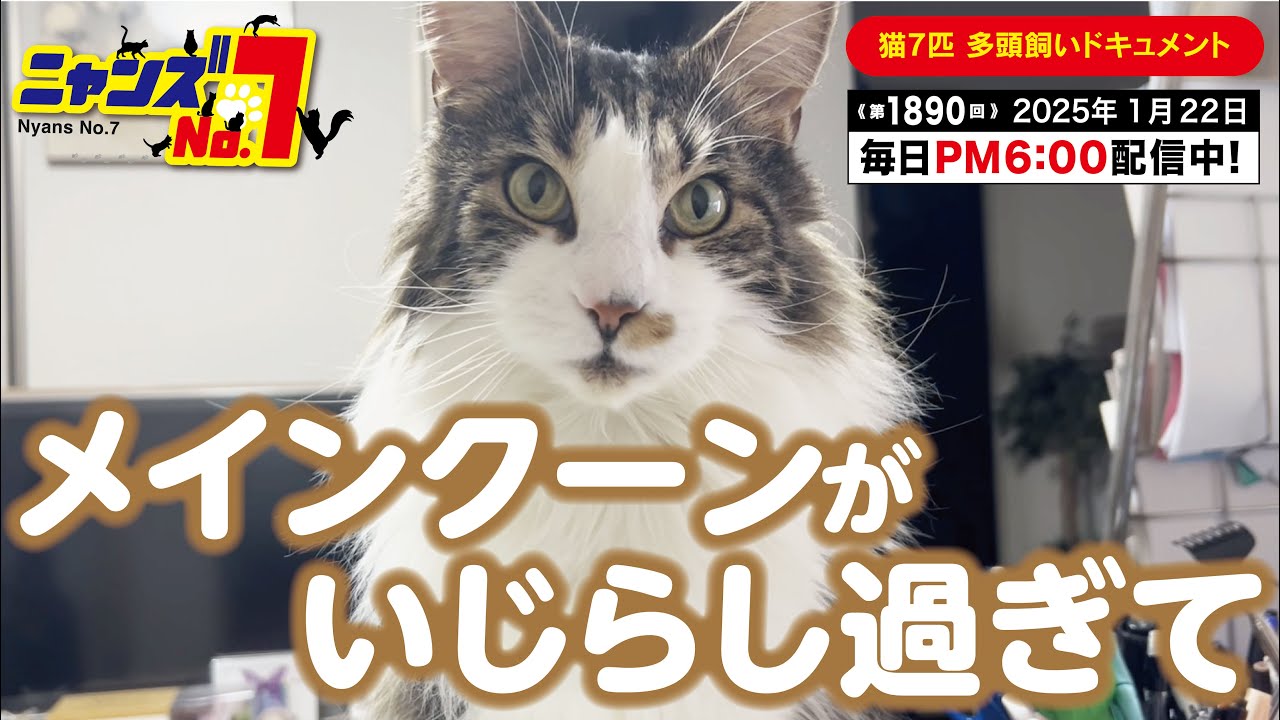 《第1890回》メインクーンがいじらし過ぎて