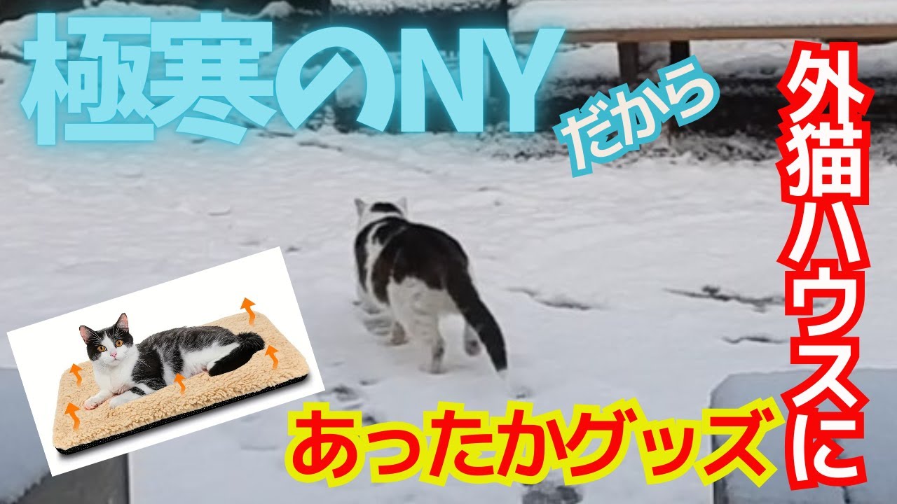 【外用猫ハウス】バージョンアップ～こんなものがあったとは～