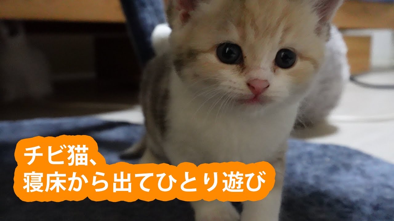 チビマンチカン、寝床から出て部屋で一人遊び