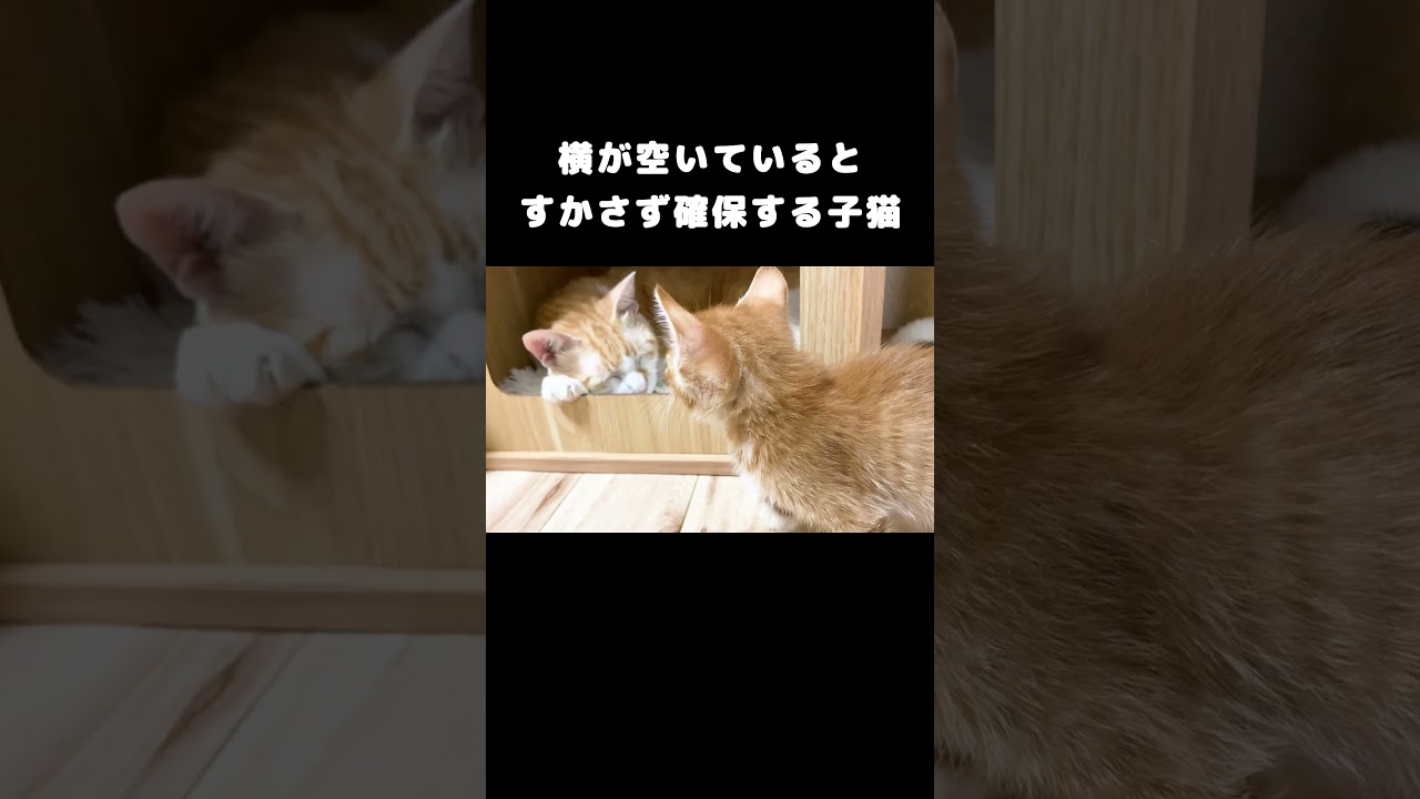 横が空いているとすかさず確保する子猫 #保護 #子猫
