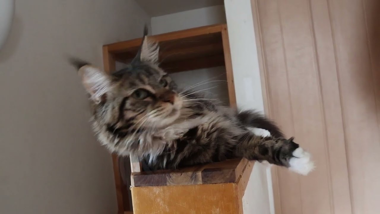 いたずら大好きメインクーン響きさん