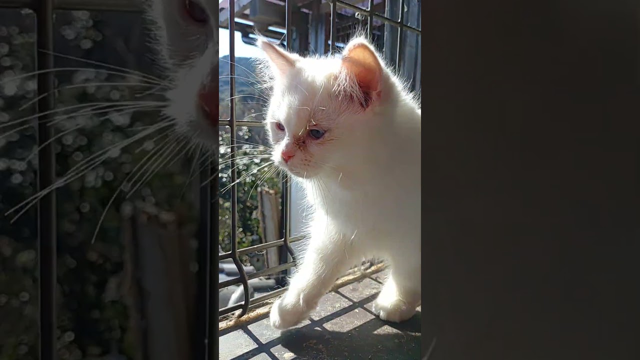 ＃ラグドール＃子猫＃クリームポイントバイカラー
