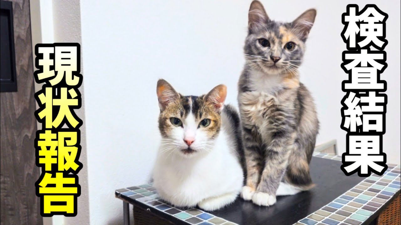 2ヶ月後に分かったマリリンの検査結果と現状報告とこれから