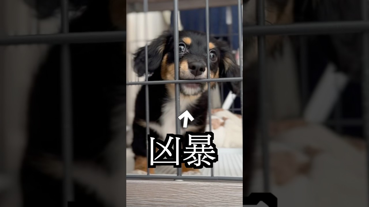 凶暴すぎる犬を子猫に合わせてみた！