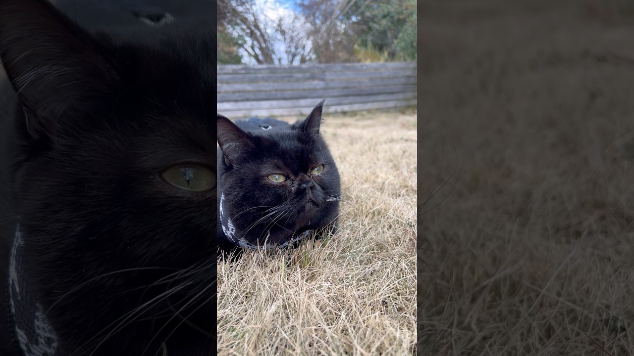 冬の庭でまったりする猫#マンチカン#トンキニーズ#保護猫#黒猫#マンチカンブラック#保護犬#blackcat